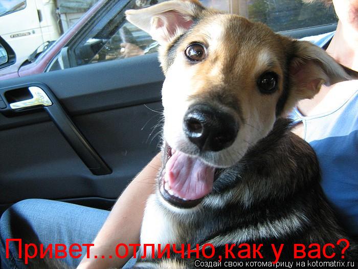 Котоматрица: Привет...отлично,как у вас?