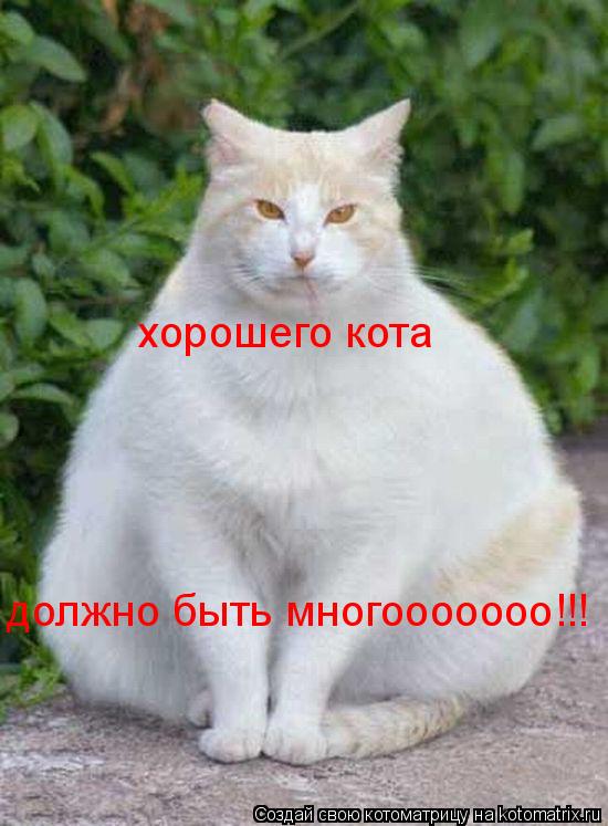 Котоматрица: хорошего кота должно быть многооооооо!!!