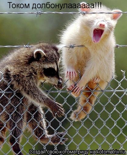Током долбонулаааааа!!!... Котоматрица: Током долбонулаааааа!!!
