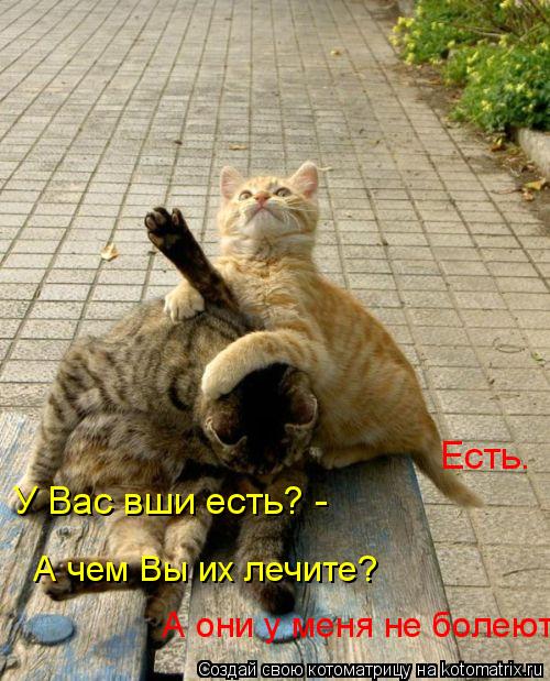 Котоматрица: У Вас вши есть? -  Есть.   А чем Вы их лечите?   А они у меня не болеют.