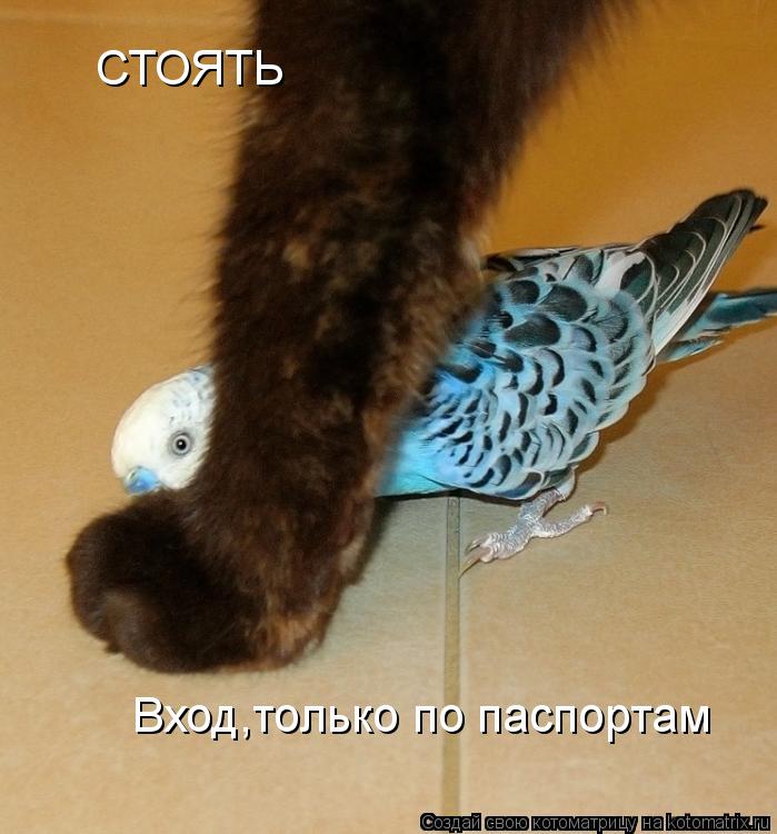 Котоматрица: СТОЯТЬ Вход,только по паспортам