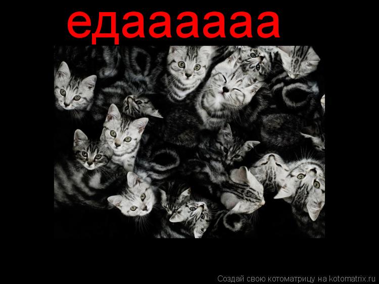 едаааааа... Котоматрица: едаааааа