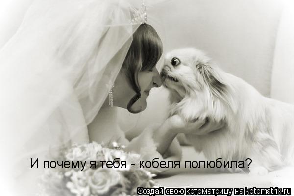 Котоматрица: И почему я тебя - кобеля полюбила?