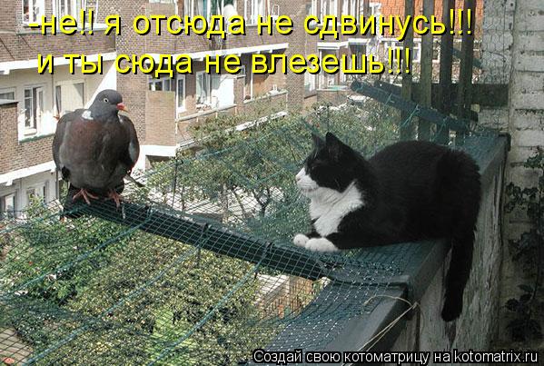 Котоматрица: -не!! я отсюда не сдвинусь!!! и ты сюда не влезешь!!!
