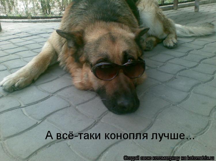 А всё-таки конопля лучше...... Котоматрица: А всё-таки конопля лучше...