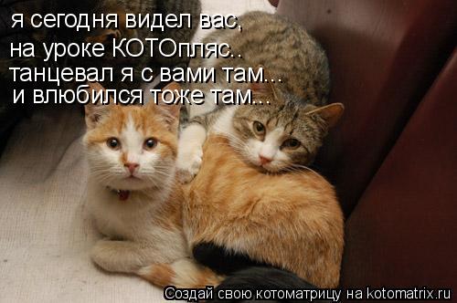 Котоматрица: я сегодня видел вас, на уроке КОТОпляс.. танцевал я с вами там... и влюбился тоже там...