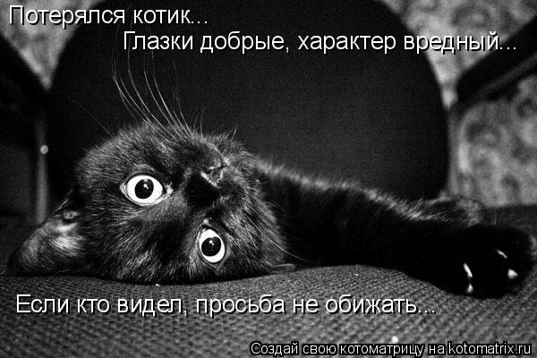 Котоматрица: Потерялся котик... Глазки добрые, характер вредный... Если кто видел, просьба не обижать...
