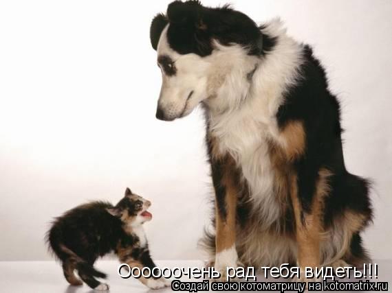 Котоматрица: Оооооочень рад тебя видеть!!!