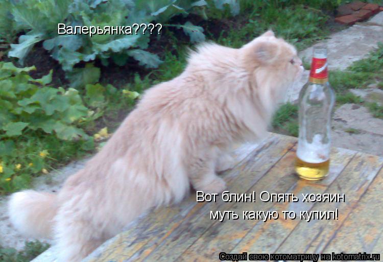 Котоматрица: Валерьянка???? муть какую то купил! Вот блин! Опять хозяин