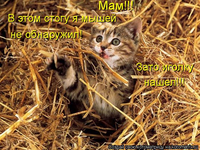 Мам!!! В этом стогу я мышей не обнаружил! Зато иголку нашел!!!... Котоматрица: Мам!!! В этом стогу я мышей не обнаружил! Зато иголку нашел!!!