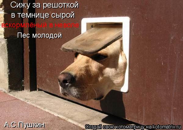Котоматрица: Сижу за решоткой в темнице сырой вскормлёный в неволе Пес молодой А.С.Пушкин