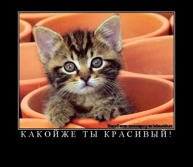 Котоматрица: К А К О Й Ж Е   Т Ы   К Р А С И В Ы Й ! 