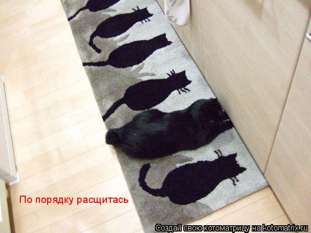 По порядку расщитась... Котоматрица: По порядку расщитась