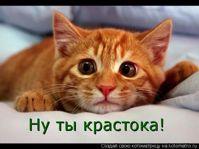 Котоматрица: Ну ты крастока!