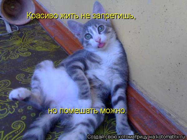 Котоматрица: Красиво жить не запретишь, но помешать можно.
