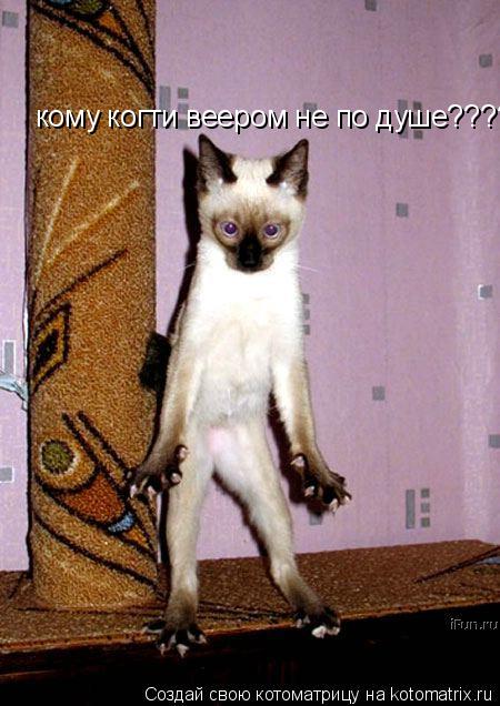 Котоматрица: кому когти веером не по душе????
