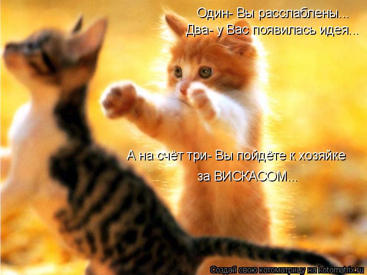 Котоматрица: Один- Вы расслаблены... Два- у Вас появилась идея... А на счёт три- Вы пойдёте к хозяйке за ВИСКАСОМ...