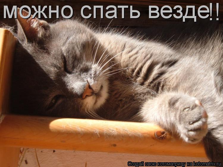 можно спать везде !!!... Котоматрица: можно спать везде !!!