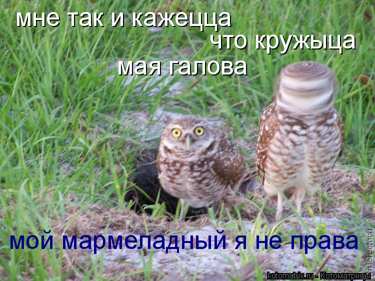 Котоматрица: мне так и кажецца что кружыца мая галова мой мармеладный я не права