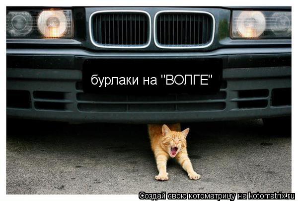 Котоматрица: бурлаки на "ВОЛГЕ"
