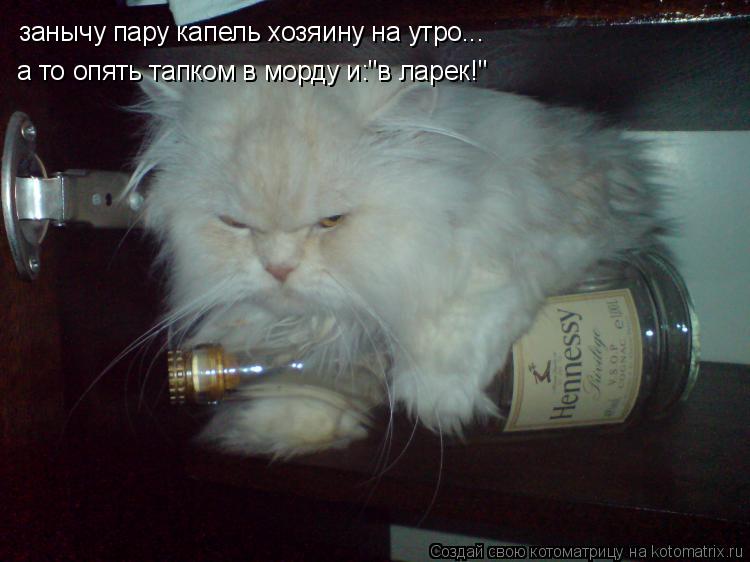 Котоматрица: занычу пару капель хозяину на утро... а то опять тапком в морду и:"в ларек!"