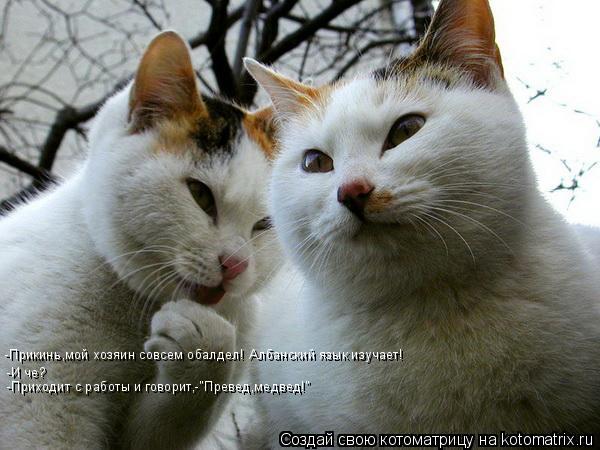 Котоматрица: -Прикинь,мой хозяин совсем обалдел! Албанский язык изучает! -И че? -Приходит с работы и говорит,-"Превед,медвед!"