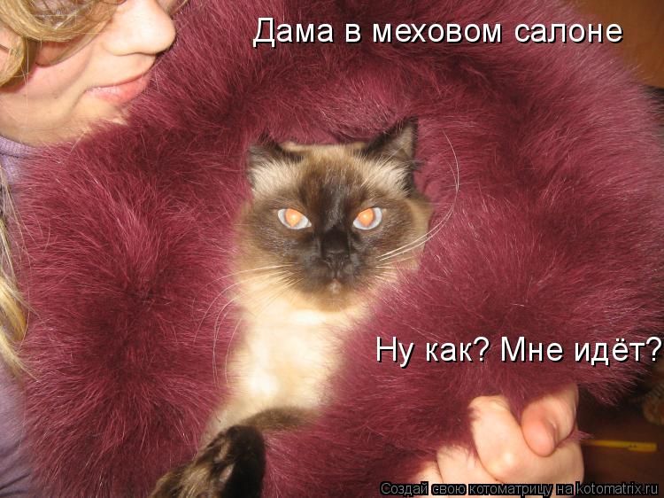 Котоматрица: Дама в меховом салоне Ну как? Мне идёт?
