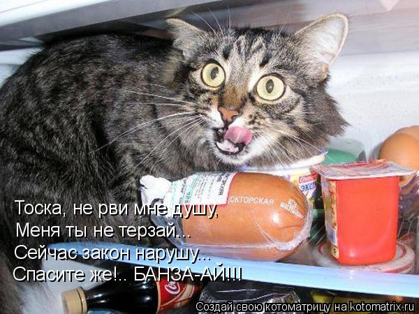 Тоска, не рви мне душу, Меня ты не терзай... Сейчас закон нарушу... Спасите же!.. БАНЗА-АЙ!!!... Котоматрица: Тоска, не рви мне душу, Меня ты не терзай... Сейчас закон нарушу... Спасите же!.. БАНЗА-АЙ!!!