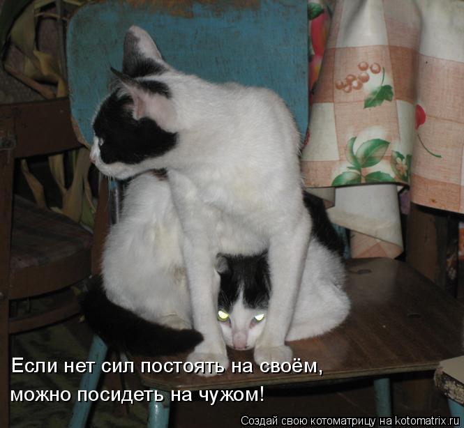 Если нет сил постоять на своём, можно посидеть на чужом!... Котоматрица: Если нет сил постоять на своём, можно посидеть на чужом!