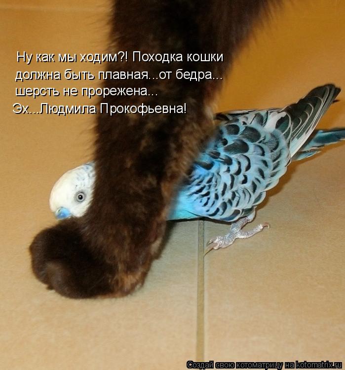 Котоматрица: Ну как мы ходим?! Походка кошки должна быть плавная...от бедра... шерсть не прорежена... Эх...Людмила Прокофьевна!