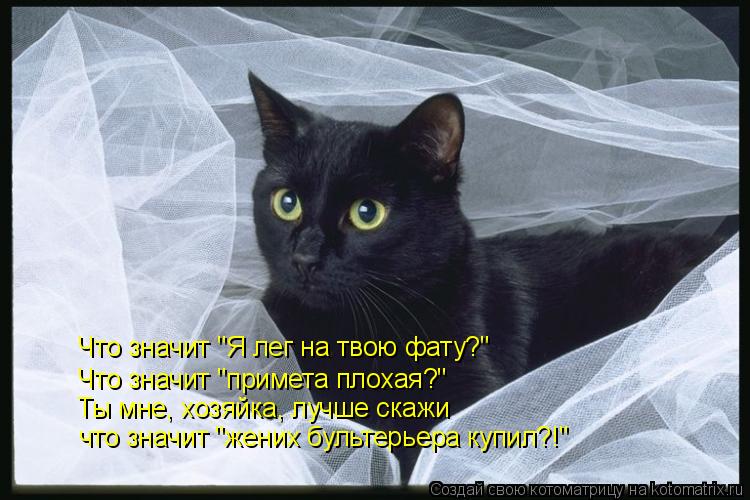 Котоматрица: Что значит "Я лег на твою фату?" Что значит "примета плохая?" Ты мне, хозяйка, лучше скажи что значит "жених бультерьера купил?!"