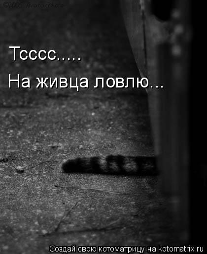 Котоматрица: Тсссс..... На живца ловлю...