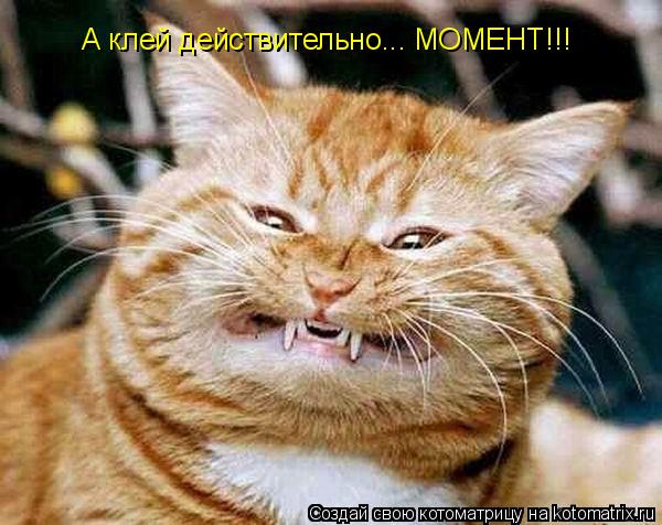 Котоматрица: А клей действительно... МОМЕНТ!!!
