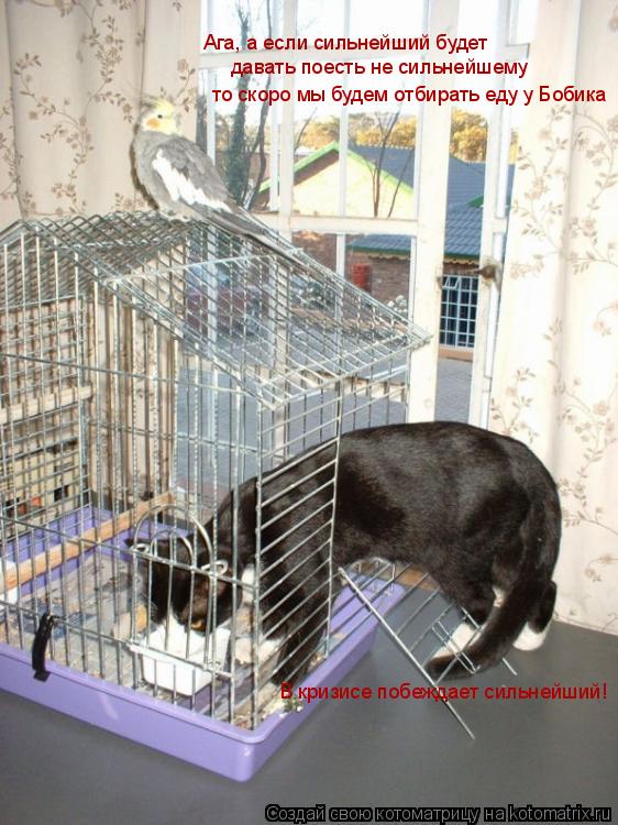 Котоматрица: В кризисе побеждает сильнейший! Ага, а если сильнейший будет давать поесть не сильнейшему  то скоро мы будем отбирать еду у Бобика