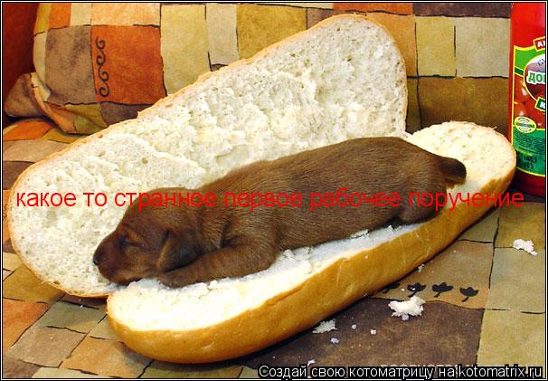 какое то странное первое рабочее поручение... Котоматрица: какое то странное первое рабочее поручение