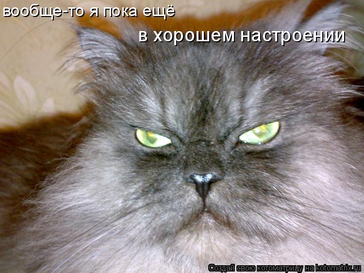 Котоматрица: вообще-то я пока ещё  в хорошем настроении