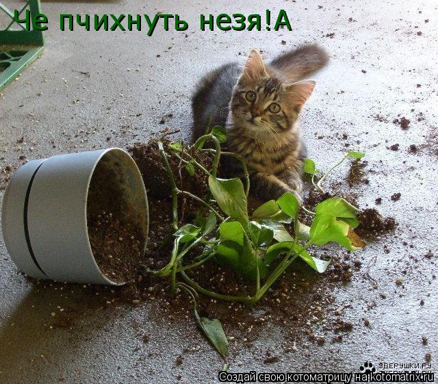 Че пчихнуть незя!А... Котоматрица: Че пчихнуть незя!А