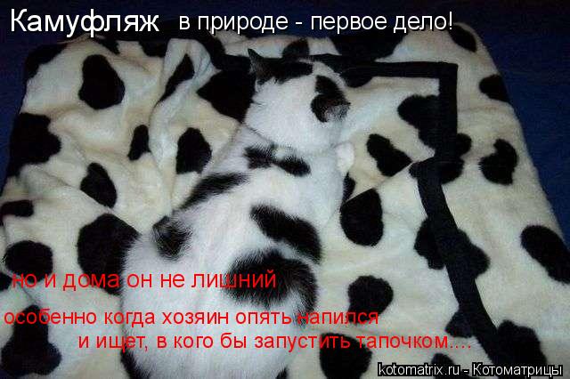 Камуфляж в природе - первое дело! но и дома он не лишний особенно когда хозяин опять напился и ищет... Котоматрица: Камуфляж в природе - первое дело! но и дома он не лишний особенно когда хозяин опять напился и ищет, в кого бы запустить тапочком....