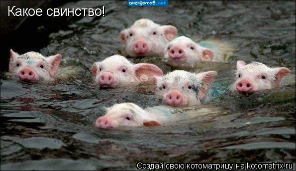 Какое свинство!... Котоматрица: Какое свинство!