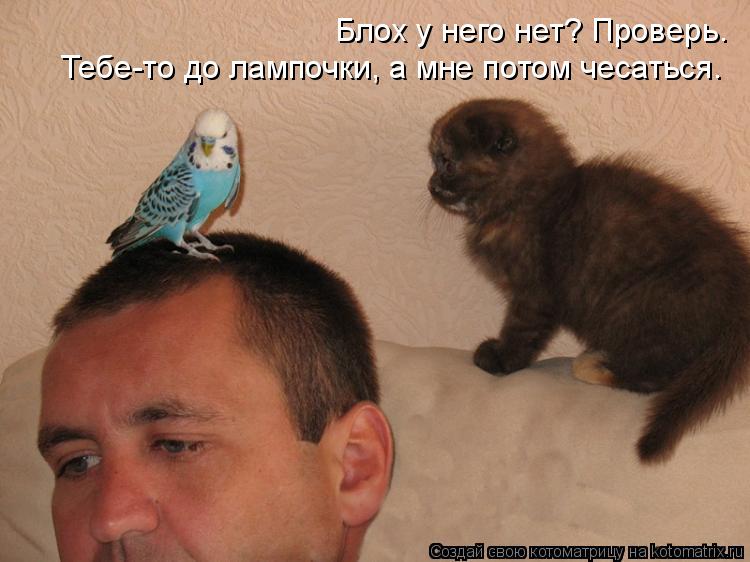 Блох у него нет? Проверь. Тебе-то до лампочки, а мне потом чесаться.... Котоматрица: Блох у него нет? Проверь. Тебе-то до лампочки, а мне потом чесаться.
