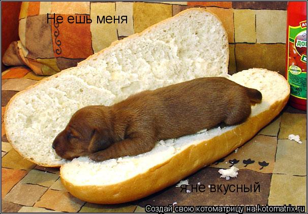 Котоматрица: Не ешь меня я не вкусный