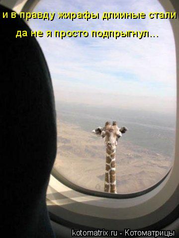 Котоматрица: и в правду жирафы длииные стали да не я просто подпрыгнул...