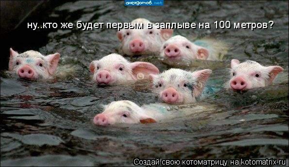 Котоматрица: ну..кто же будет первым в заплыве на 100 метров?
