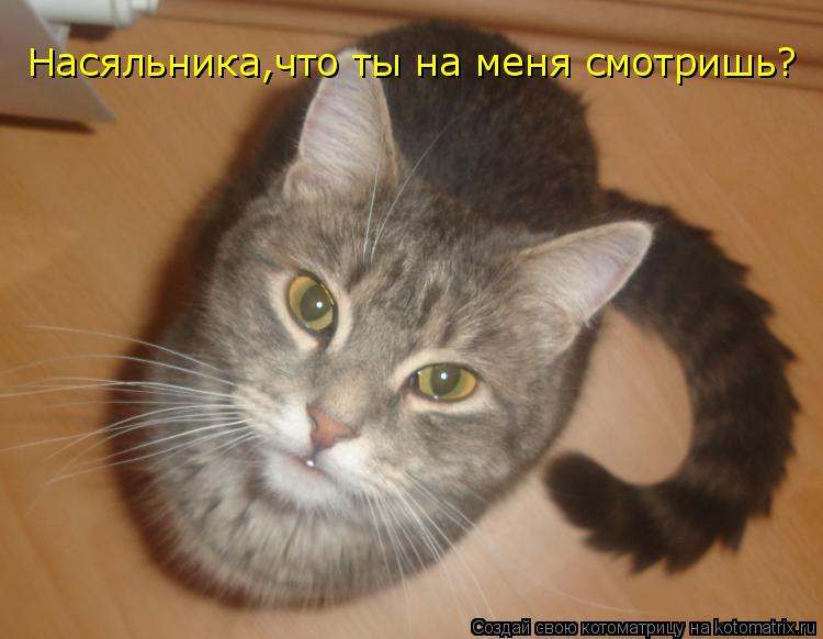 Котоматрица: Насяльника,что ты на меня смотришь?