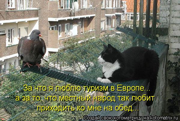 Котоматрица: За что я люблю туризм в Европе... а за то, что местный народ так любит приходить ко мне на обед...
