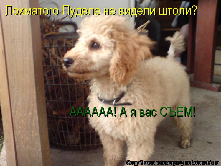 Котоматрица: Лохматого Пуделе не видели штоли? АААААА! А я вас СЪЕМ!