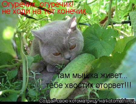 Котоматрица: Огуречик, огуречик!  не ходи на тот конечик... там мышка живет... тебе хвостик оторвет!!!