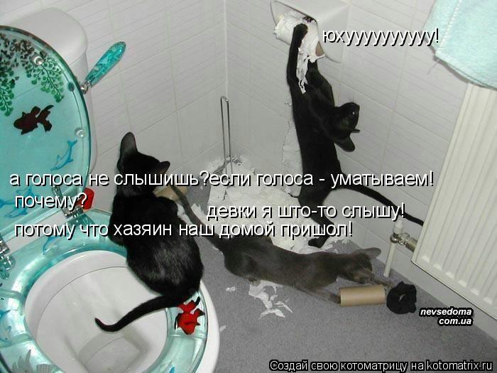 Котоматрица: юхуууууууууу! девки я што-то слышу! а голоса не слышишь?если голоса - уматываем! почему? потому что хазяин наш домой пришол!