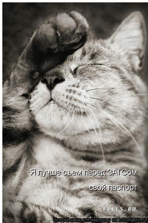 Я лучше съем перед ЗАГСом свой паспорт... Котоматрица: Я лучше съем перед ЗАГСом свой паспорт