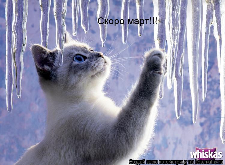 Котоматрица: Скоро март!!!